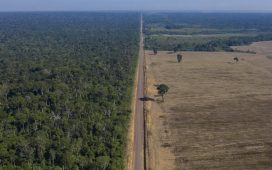 Araştırma: Amazon Ormanları'nın kendini yenilemesi kuraklık nedeniyle "kritik düzeyde yavaş" ilerliyor