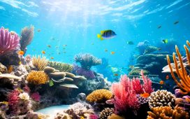 Bilim insanları, resifleri ses dalgalarıyla yeniden canlandırmaya çalışıyor