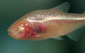 Çin'in Guicou eyaletinde yeni bir "kör balık" türü bulundu