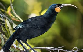 Yeni Zelanda'da nesli tükenmiş kuşun tüyü müzayedede yaklaşık 28 bin dolara alıcı buldu
