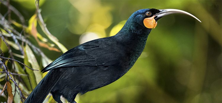 Yeni Zelanda'da nesli tükenmiş kuşun tüyü müzayedede yaklaşık 28 bin dolara alıcı buldu
