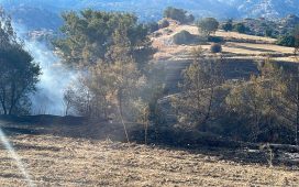 Ağıllar-Altınova köyleri arasında yangın… Çam, zeytin ve harnup ağaçları yandı